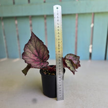 Load image into Gallery viewer, #RD18 Begonia Sugar Plum Fairy