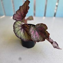 Load image into Gallery viewer, #RD18 Begonia Sugar Plum Fairy