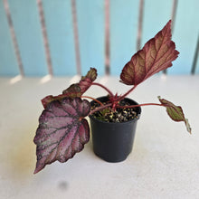 Load image into Gallery viewer, #RD18 Begonia Sugar Plum Fairy