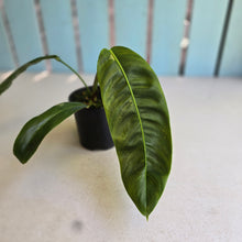 Load image into Gallery viewer, #R847 Philodendron Patriciae