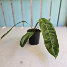 Load image into Gallery viewer, #R847 Philodendron Patriciae