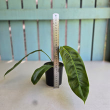 Load image into Gallery viewer, #R847 Philodendron Patriciae