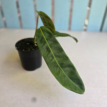 Load image into Gallery viewer, #R847 Philodendron Patriciae