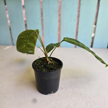 Load image into Gallery viewer, #R847 Philodendron Patriciae