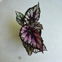 Load image into Gallery viewer, #D105 Begonia Unknown