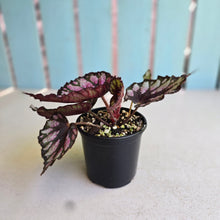 Load image into Gallery viewer, #D105 Begonia Unknown