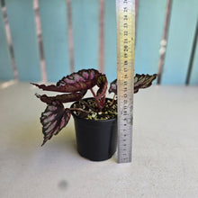 Load image into Gallery viewer, #D105 Begonia Unknown