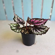 Load image into Gallery viewer, #D105 Begonia Unknown