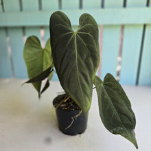 Load image into Gallery viewer, #R24 Multi-headed Anthurium NOID