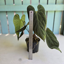 Load image into Gallery viewer, #R24 Multi-headed Anthurium NOID