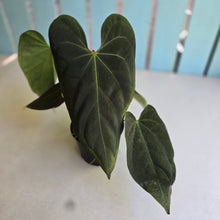 Load image into Gallery viewer, #R24 Multi-headed Anthurium NOID
