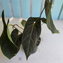 Load image into Gallery viewer, #R24 Multi-headed Anthurium NOID