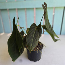 Load image into Gallery viewer, #R24 Multi-headed Anthurium NOID