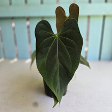 Load image into Gallery viewer, #R24 Multi-headed Anthurium NOID