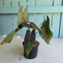 Load image into Gallery viewer, #R24 Multi-headed Anthurium NOID