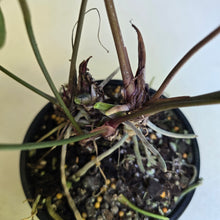 Load image into Gallery viewer, #R24 Multi-headed Anthurium NOID