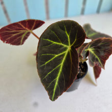 Load image into Gallery viewer, #R9 Begonia 'Oh No'