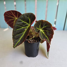 Load image into Gallery viewer, #R9 Begonia 'Oh No'