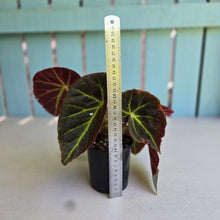 Load image into Gallery viewer, #R9 Begonia 'Oh No'
