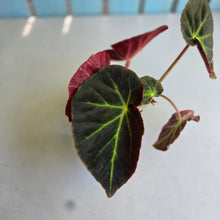 Load image into Gallery viewer, #R9 Begonia 'Oh No'
