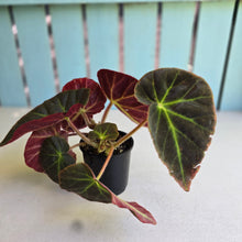 Load image into Gallery viewer, #R9 Begonia 'Oh No'