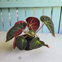 Load image into Gallery viewer, #R9 Begonia 'Oh No'