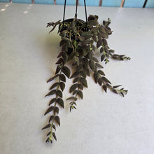 Load image into Gallery viewer, #RB20 Columnea Gloriosa 'Purpurea'