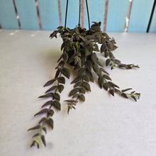 Load image into Gallery viewer, #RB20 Columnea Gloriosa 'Purpurea'