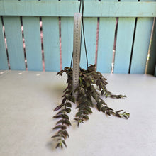 Load image into Gallery viewer, #RB20 Columnea Gloriosa 'Purpurea'
