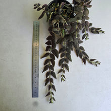 Load image into Gallery viewer, #RB20 Columnea Gloriosa 'Purpurea'