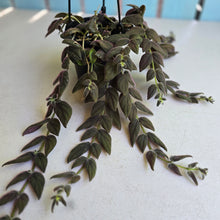 Load image into Gallery viewer, #RB20 Columnea Gloriosa 'Purpurea'
