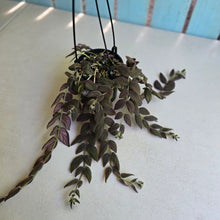 Load image into Gallery viewer, #RB20 Columnea Gloriosa 'Purpurea'