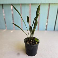 Load image into Gallery viewer, #R107 Sansevieria Concinna