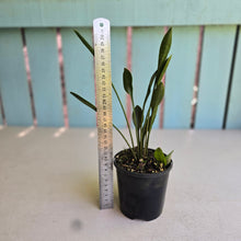 Load image into Gallery viewer, #R107 Sansevieria Concinna