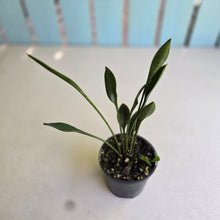 Load image into Gallery viewer, #R107 Sansevieria Concinna