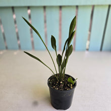 Load image into Gallery viewer, #R107 Sansevieria Concinna