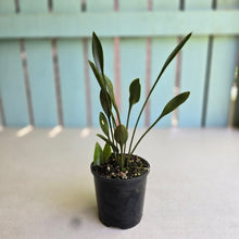 Load image into Gallery viewer, #R107 Sansevieria Concinna
