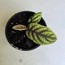 Load image into Gallery viewer, #D933 Ardisia Sp. Vietnam