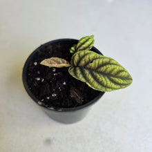Load image into Gallery viewer, #D933 Ardisia Sp. Vietnam