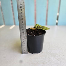 Load image into Gallery viewer, #D933 Ardisia Sp. Vietnam
