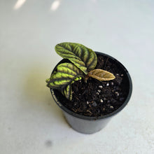 Load image into Gallery viewer, #D933 Ardisia Sp. Vietnam