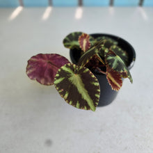 Load image into Gallery viewer, #R5 Begonia Cleopatrae