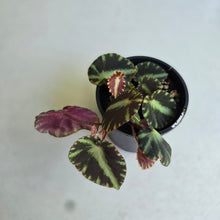 Load image into Gallery viewer, #R5 Begonia Cleopatrae