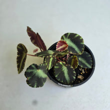 Load image into Gallery viewer, #R5 Begonia Cleopatrae