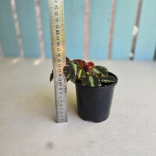 Load image into Gallery viewer, #R5 Begonia Cleopatrae