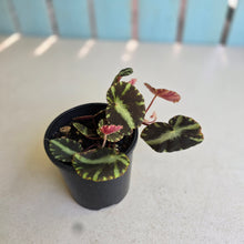 Load image into Gallery viewer, #R5 Begonia Cleopatrae