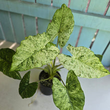 Load image into Gallery viewer, #R120 Alocasia Odora Batik