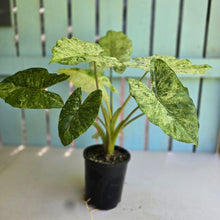 Load image into Gallery viewer, #R120 Alocasia Odora Batik