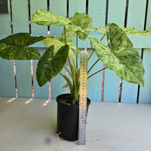 Load image into Gallery viewer, #R120 Alocasia Odora Batik