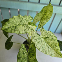 Load image into Gallery viewer, #R120 Alocasia Odora Batik